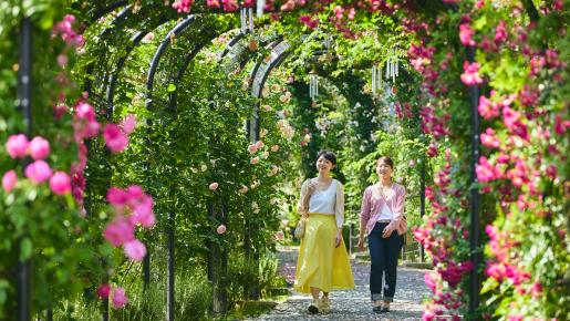 <Web割対象商品>【キングツアーバス旅】生産量日本一の鉾田でメロン食べ放題&バラ咲く「いばらきフラワーパーク」〔多摩センター・聖蹟桜ヶ丘発〕2